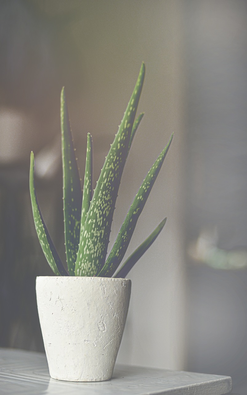 aloe vera, aloes, aloe, plant, green, succulent, nature, skincare, leaves, pot, gray plant, gray leaf, gray leaves, gray plants, aloe vera, aloe vera, aloe vera, aloe vera, aloe vera, aloe